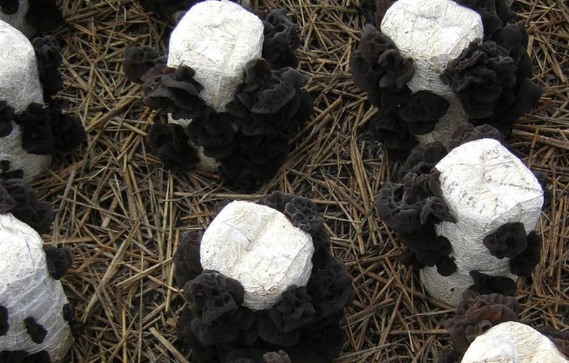 技术人员正在用注射器向黑木耳菌棒红根部位注入石灰水溶液