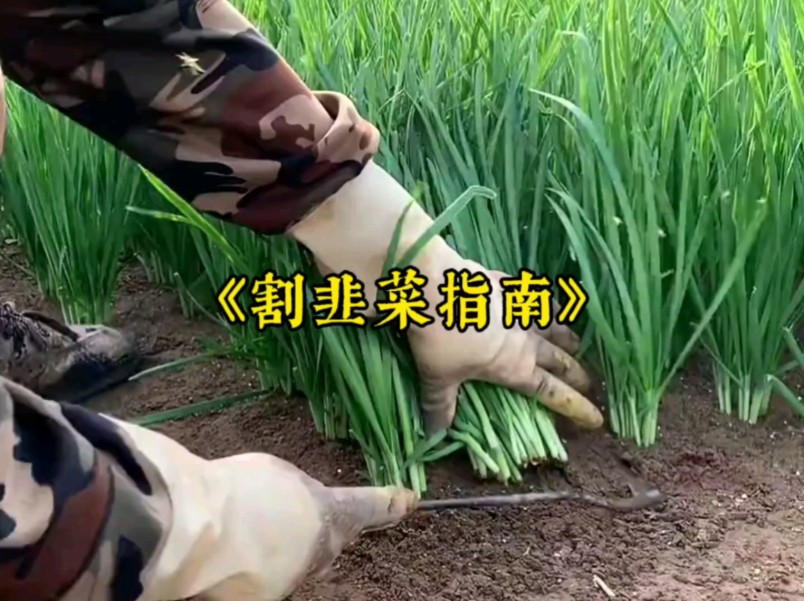 韭菜收割工具与田间管理