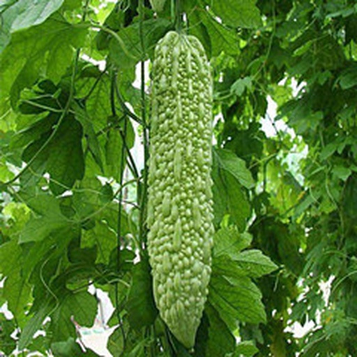 苦瓜植株与果实特写