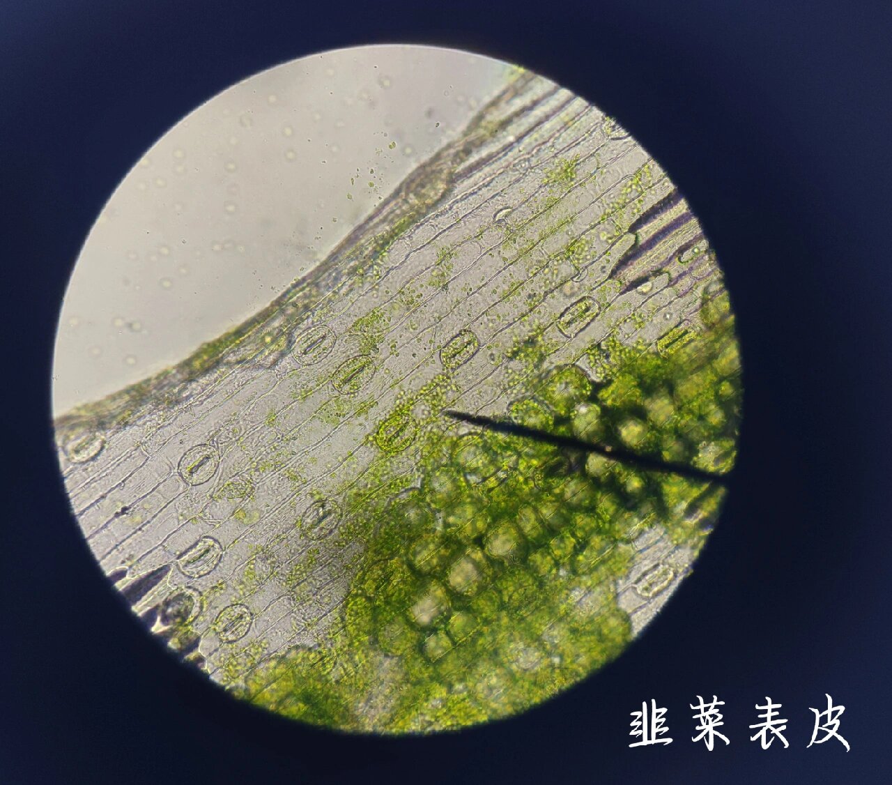 一幅科学插画风格的图片,展示韭菜籽的横切面与表面微观结构。外层为深褐色种皮,内部可见胚乳与胚芽结构,标注了主要活性成分分布区域:皂苷集中在胚乳,多糖位于种皮下层,脂肪油滴散布于细胞间隙。配有简要文字说明 韭菜籽显微结构示意图