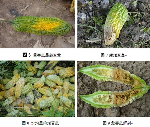 田间成熟老苦瓜与嫩苦瓜对比图,左侧为表皮黄褐色、质地坚硬的老瓜,右侧为绿色光滑、手感柔软的嫩瓜,两者并列展示明显差异 苦瓜成熟度对比图