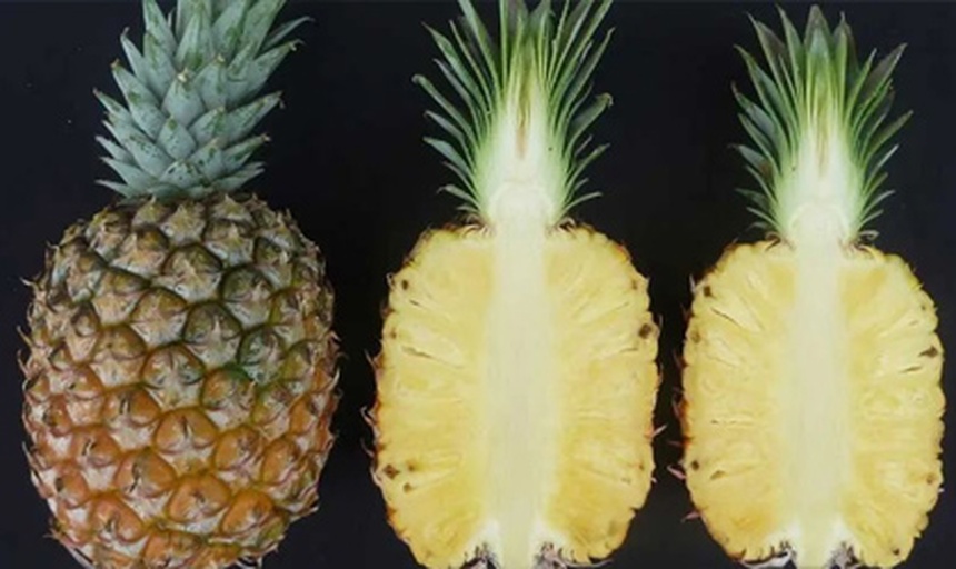 家庭主妇正在厨房切割菠萝的场景