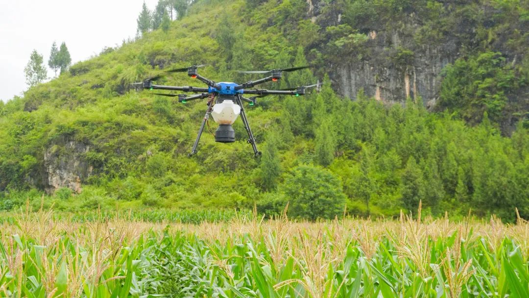 黄淮海地区夏玉米田封闭除草作业现场