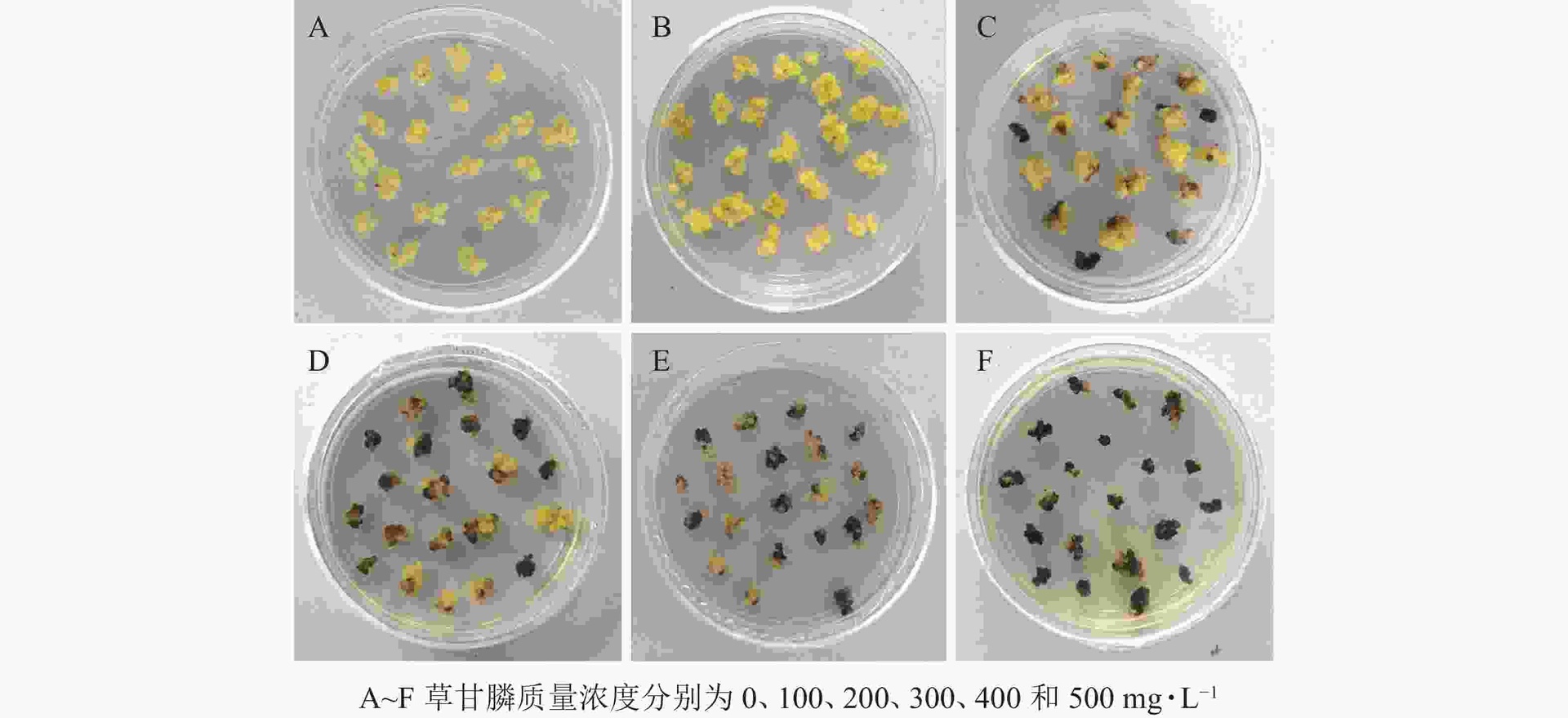 一张科学插图展示草铵膦和草甘膦在植物细胞内的作用靶点:左侧显示草铵膦抑制谷氨酰胺合成酶导致氨积累;右侧显示草甘膦阻断EPSPS酶影响蛋白质合成,细胞结构受损 草铵膦与草甘膦作用机制对比示意图