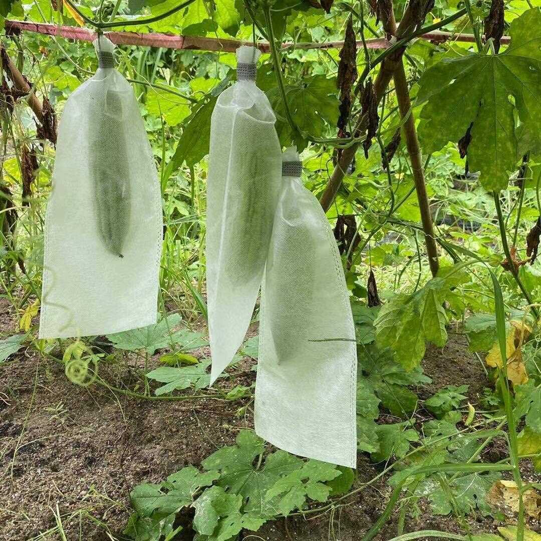 图片说明:手持式弹簧夹袋器正在为苦瓜幼果套袋,显示工具结构、袋体展开状态、果柄穿过位置及收口夹闭合过程,背景为大棚内架式栽培场景 苦瓜套袋工具使用示意图