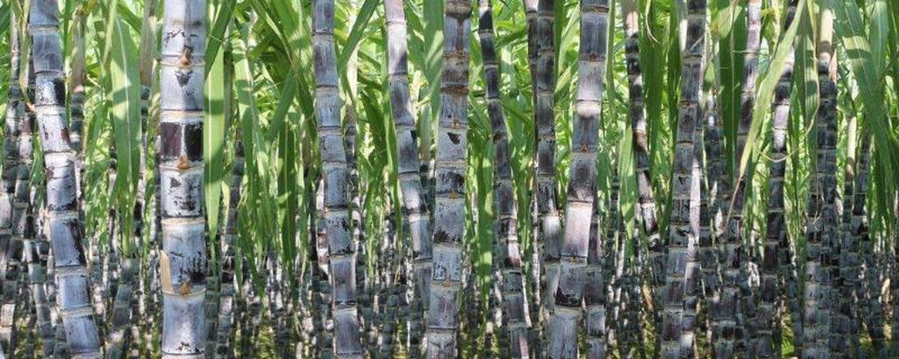 甘蔗成熟期田间实景图,展示甘蔗长势良好、叶片茂盛的种植效果 甘蔗成熟期田间实景图