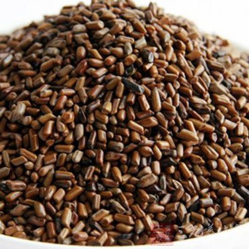 决明子种子特写