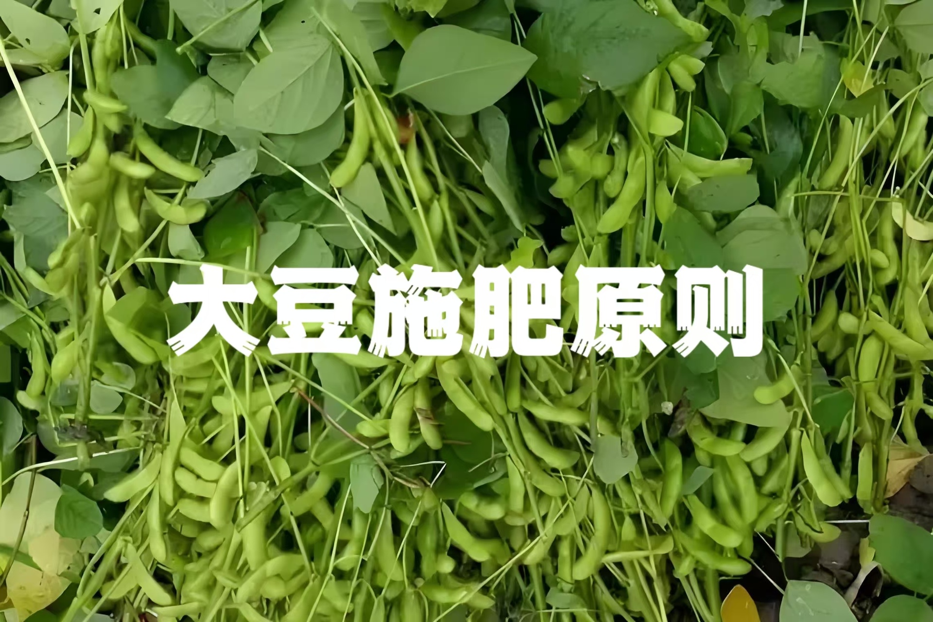 图示展示大豆田间管理的关键操作步骤,包括中耕、追肥、除草等,帮助农民掌握实际操作技巧 大豆田间管理操作图