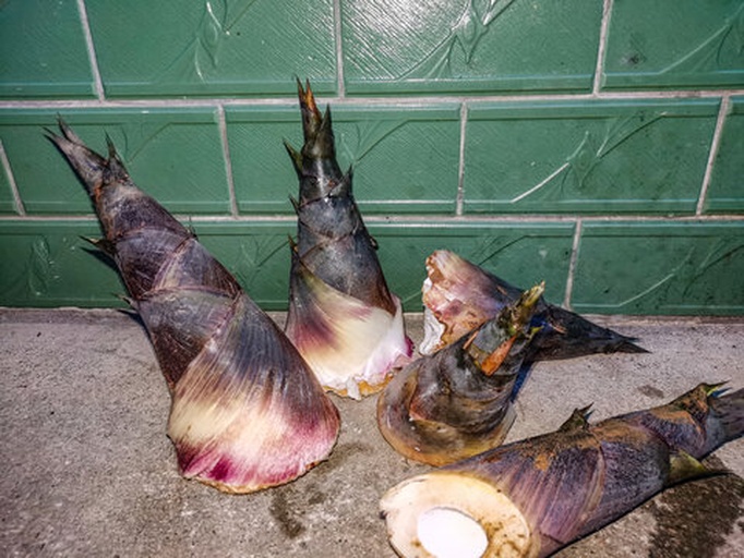 毛竹笋特写,展示其洁白的肉质和自然纹理 毛竹笋特写