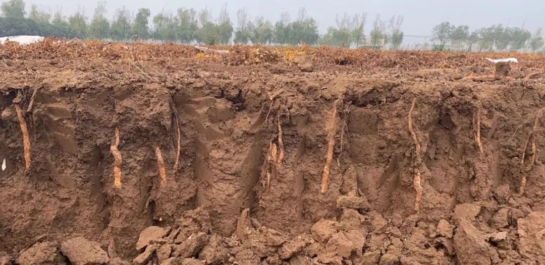 图示展示红薯块根表面的多个芽眼分布情况,芽眼集中在茎部残留区域,显微放大可见内部芽原基结构,背景为浅棕色土壤质感 红薯块根芽点结构示意图