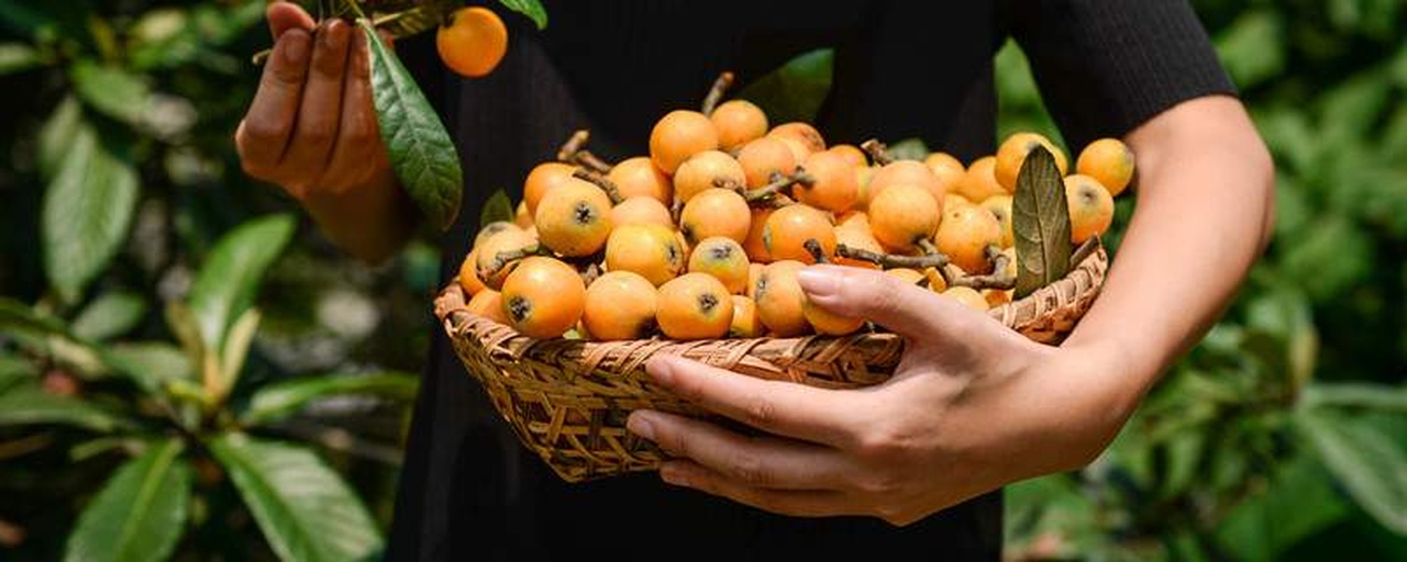 一个温馨的家庭场景,父母带着孩子在枇杷树间穿梭,小孩踮起脚尖伸手去够低处的果实,母亲在一旁指导如何正确采摘,背景中有其他游客和挂着牌子的果树,营造出轻松愉快的田园采摘氛围 家庭亲子在枇杷园中开心采摘互动画面