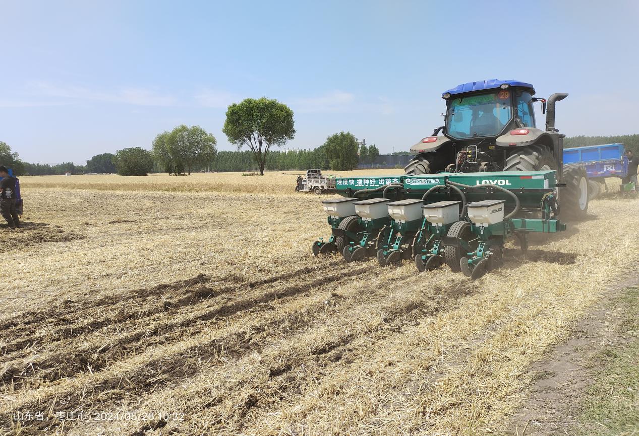 油菜机械化精量播种作业