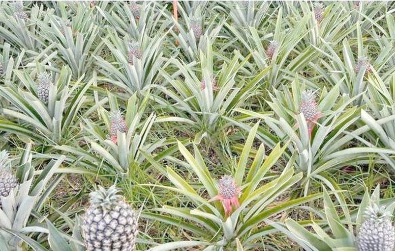 一片整齐的菠萝种植园,展示成行排列的莲座状植株,中央可见已结果或正在抽蕾的菠萝果实,果实紧贴地面生长,周围为红壤土质,背景为热带丘陵地貌 菠萝植株整体生长状态