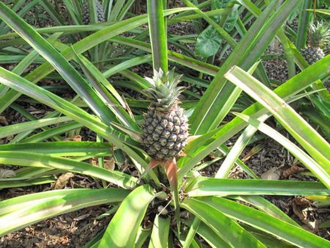 展示不同菠萝品种在不同季节的生长阶段对比,包括幼苗期、抽蕾期、果实膨大期和成熟期;背景为热带果园环境,配有温度、光照标注 菠萝成熟期对比图