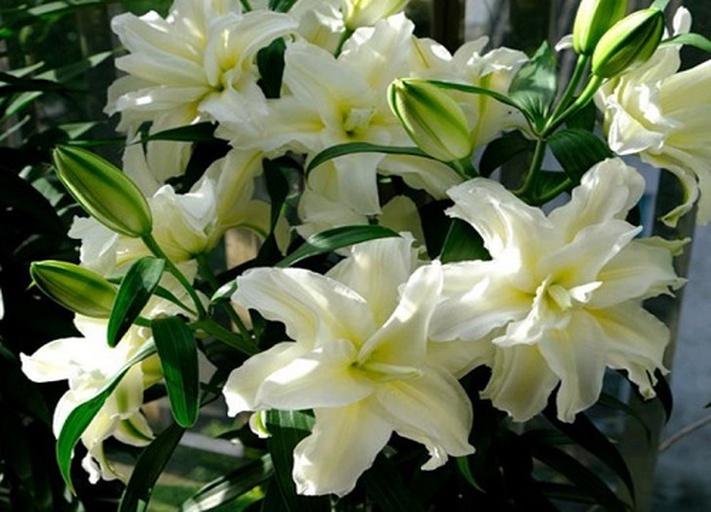 艾琳娜重瓣百合在花园中成片种植