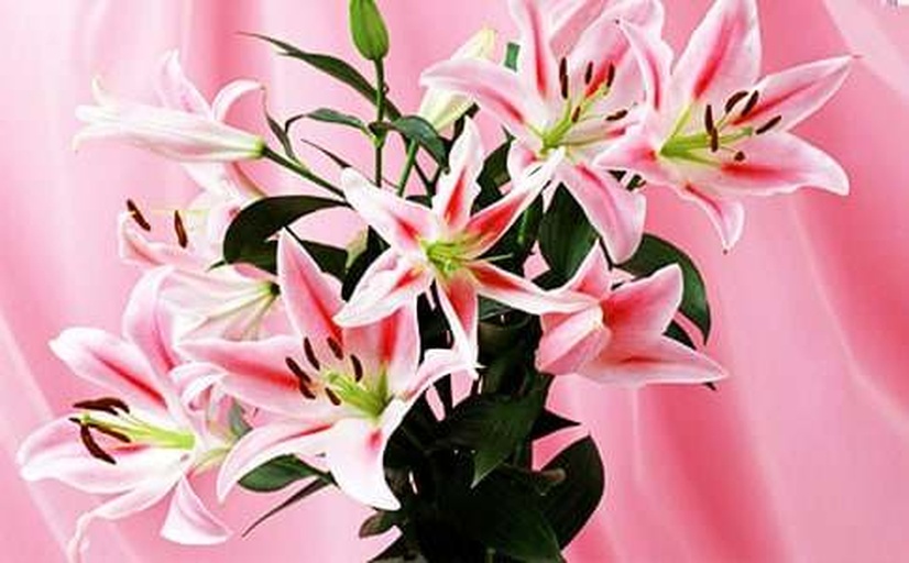 百合与玫瑰插花