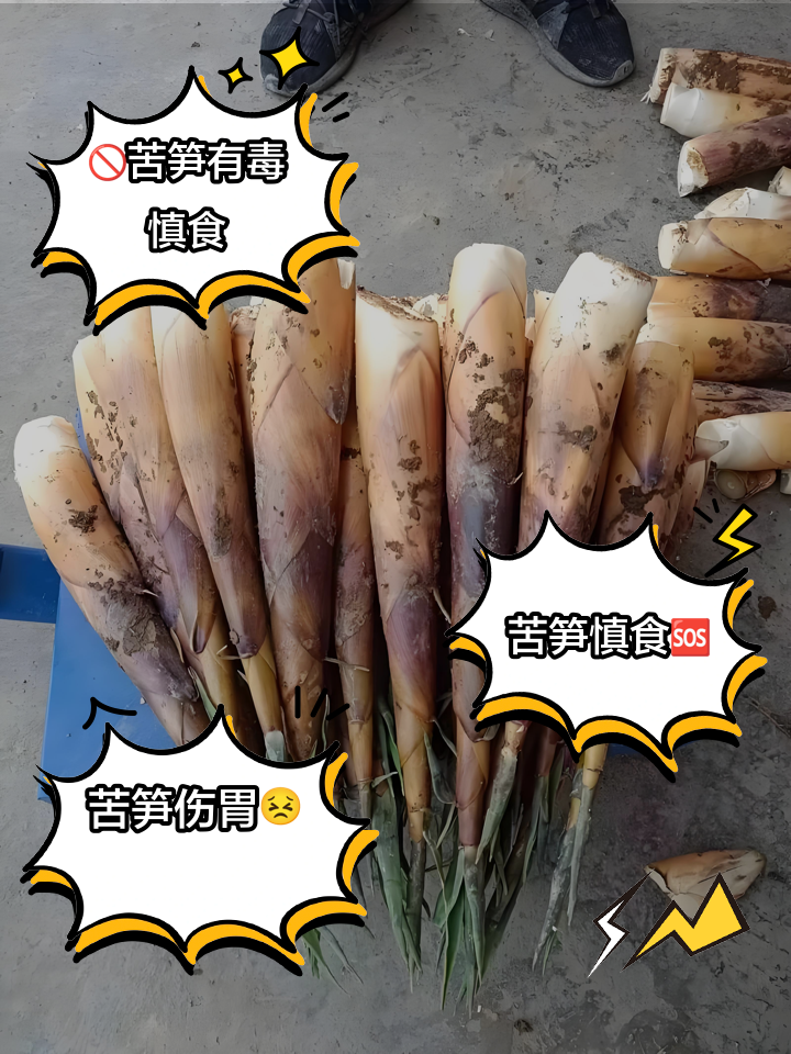 苦竹笋标准化加工流程对比图：左为未处理鲜笋（含氰苷高亮区），右为按农科院标准处理后笋块（HCN检测值＜0.02mg/kg）