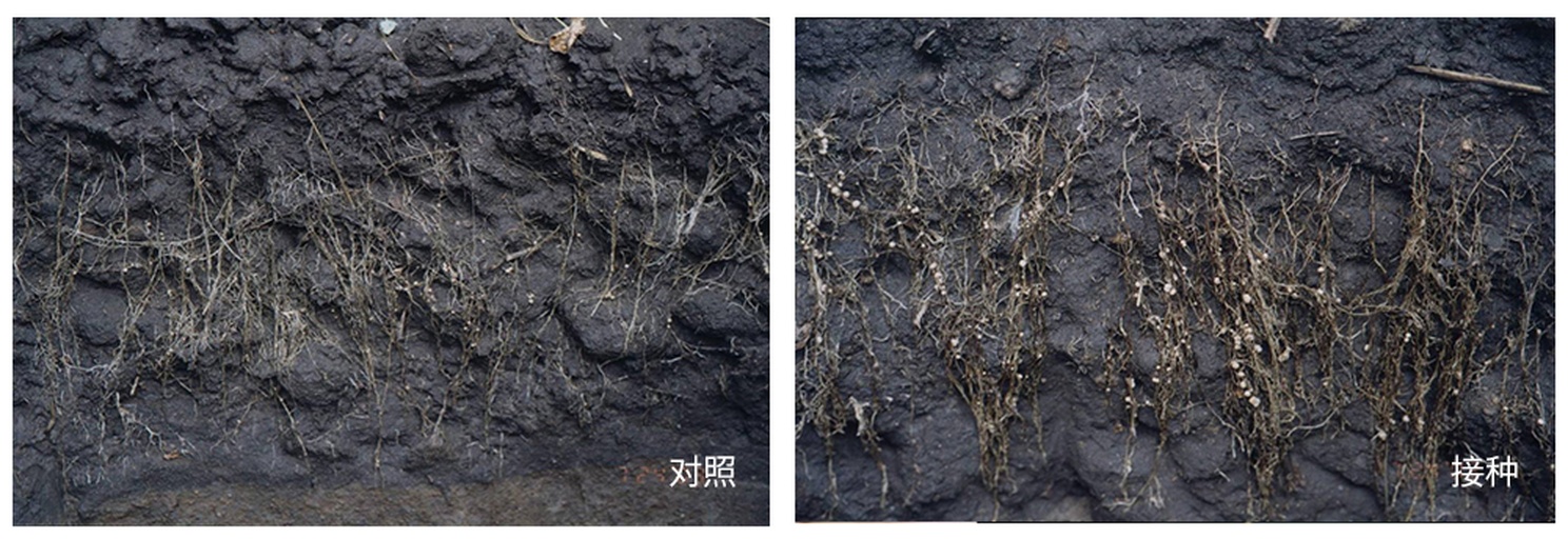 一张实验室场景下的HPLC色谱图对比图,左侧为主根提取物色谱峰,右侧为侧根和须根,显示主根在Rg1、Rb1和R1处有更高峰面积;图下方标注保留时间与标准品对照信息 三七不同部位HPLC检测图谱对比