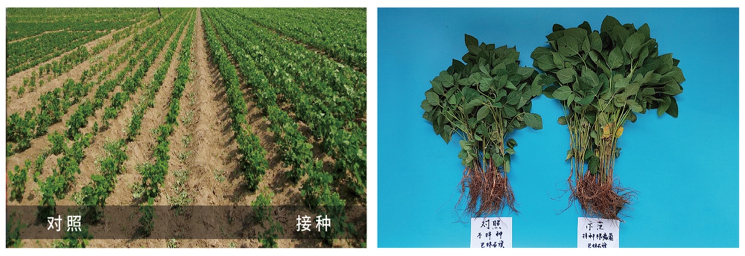 转基因与非转基因大豆对比示意图