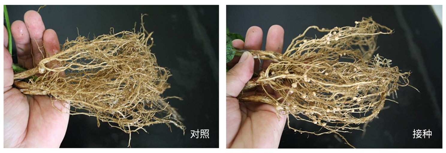 芸豆根瘤菌接种与滴灌系统配套应用