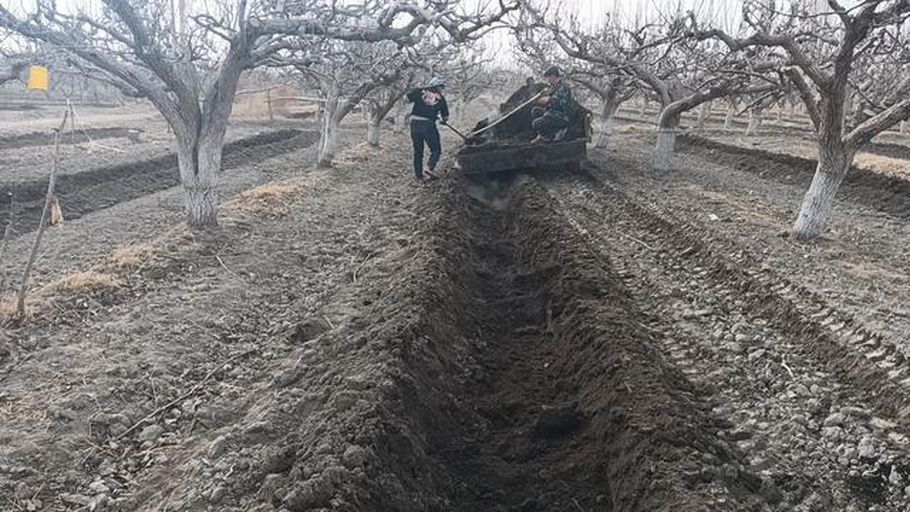 图示农民使用播种器在平整好的畦面上开沟,演示正确的播种深度(1.5厘米)和均匀撒种动作,旁边配有标尺和覆土工具,强调精细化播种的重要性 大叶菠菜播种深度与覆土操作示意图