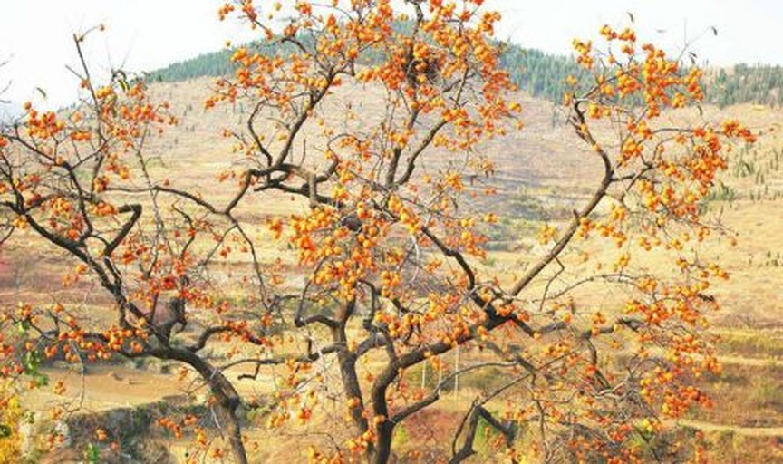 老柿子树秋日挂果全景