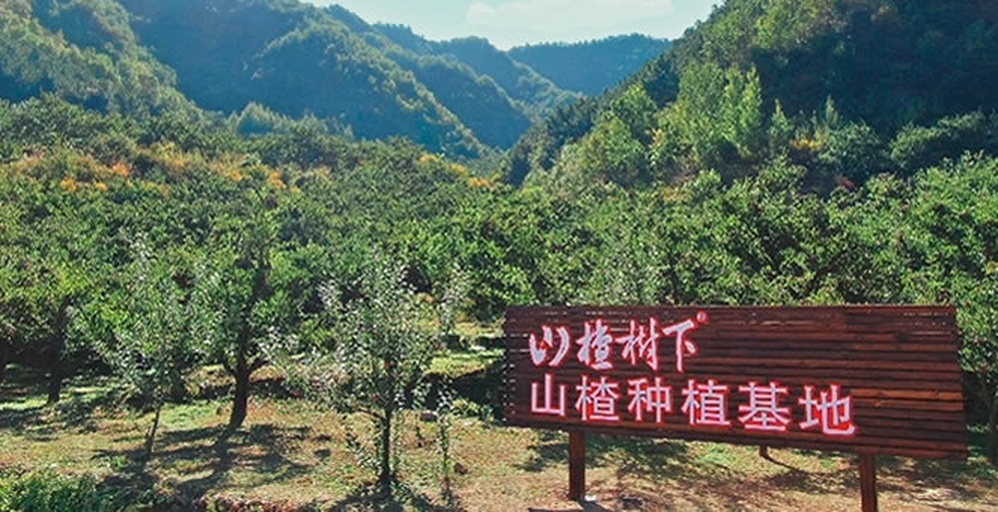 山东青州山楂GAP标准化种植基地全景:清晰展现生态种植模式(覆膜保墒、行间苜蓿固氮)、智能灌溉系统、无公害管理标识牌,凸显优质农产品源头可控性 青州山楂标准化种植基地航拍图,整齐梯田覆黑色地膜,行间生草栽培,远处可见智能水肥一体化设备塔架,体现现代农业科技赋能道地药材品质
