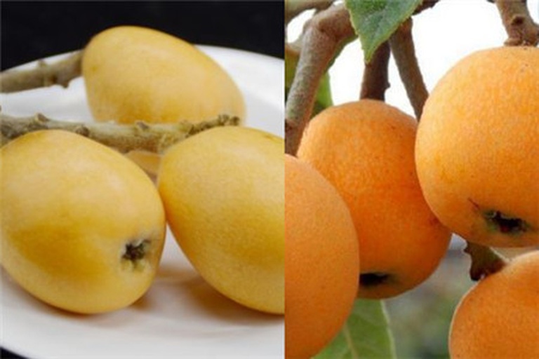 一组不同保存方式下的枇杷对比图：左侧为刚剥皮的新鲜枇杷，中间为冷藏24小时后的状态，右侧为冷冻解冻后的果肉形态