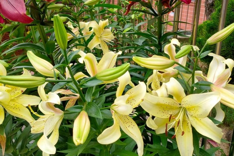 观赏用百合花盛开在阳光下的庭院中，白色花瓣舒展，花蕊清晰可见，背景为绿色植被