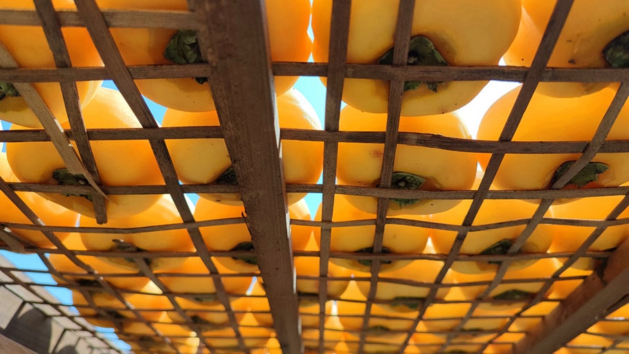 农家院落中老人正在制作柿饼的传统场景