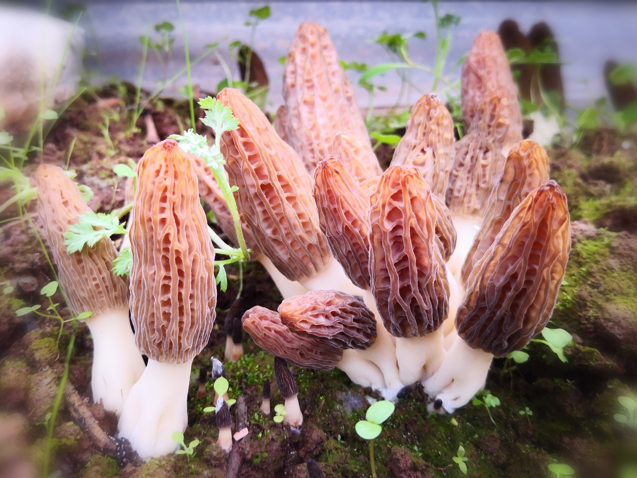 羊肚菌子实体形态特写