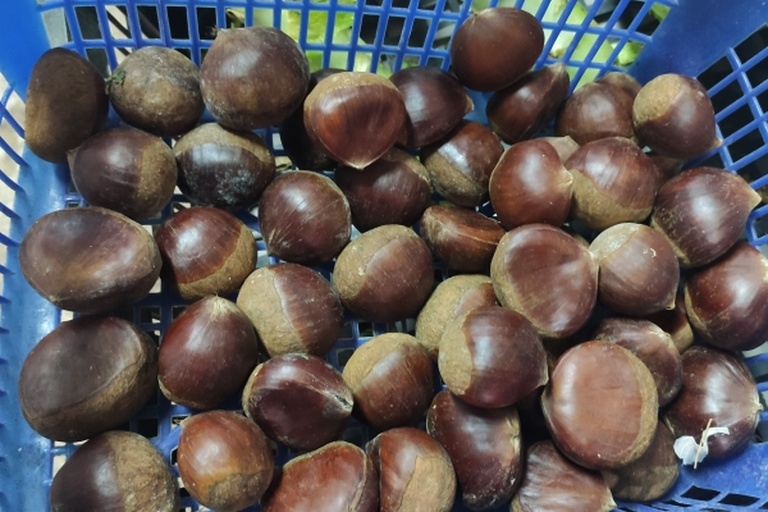 新鲜采摘的带壳生栗子特写:外壳棕褐有光泽,部分栗苞呈微张状态,可见饱满栗果轮廓;竹筐透气,底部铺浅层干稻草,体现传统农家储存初态 生栗子堆放在竹筐中,表面光泽自然,部分带刺苞壳未完全裂开,背景为木质案板与麻布袋,呈现秋季丰收场景