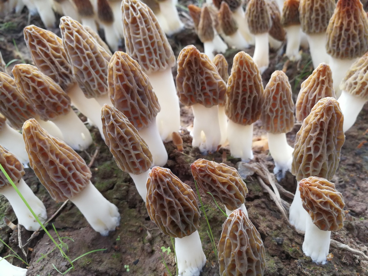 新鲜采摘的羊肚菌特写