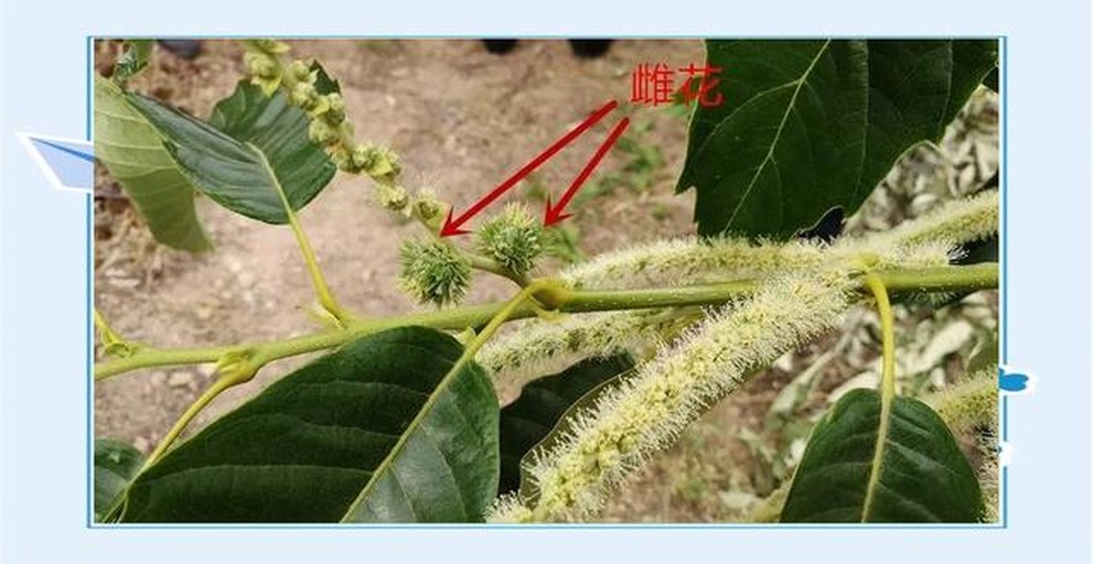 板栗雌雄花形态对比图