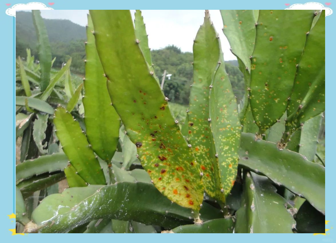 火龙果黄斑病初期与后期症状对比图