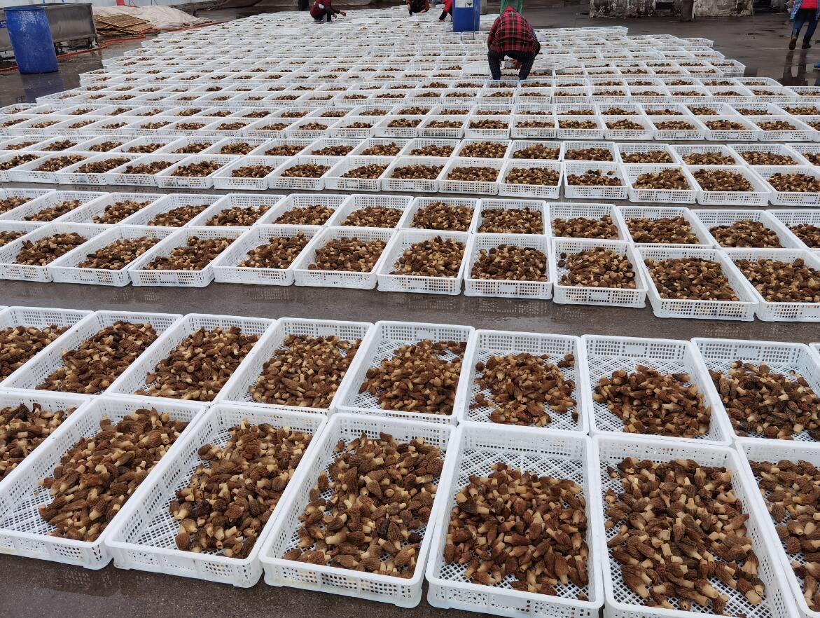 崇州羊肚菌采摘现场