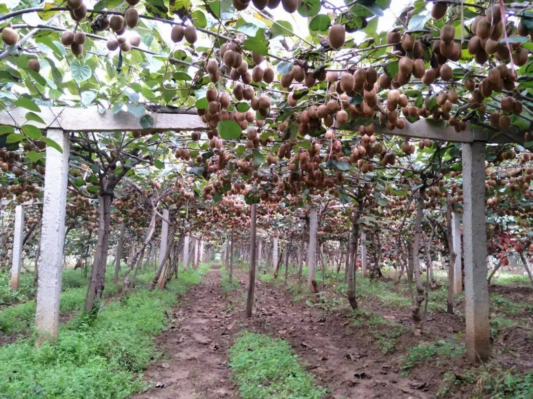 三门峡果农采摘海沃德猕猴桃场景