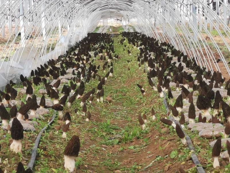 羊肚菌大田栽培实景图