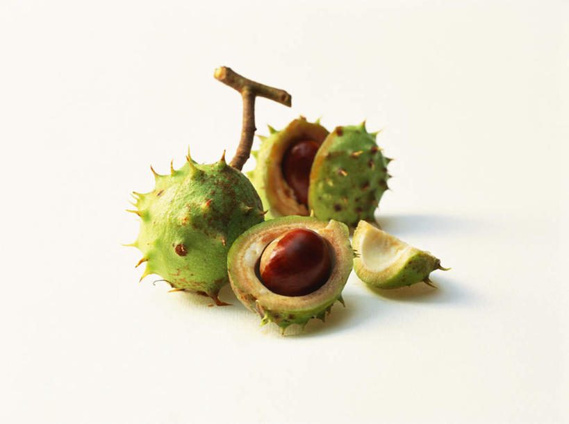 封开马欧油栗果实特写照片