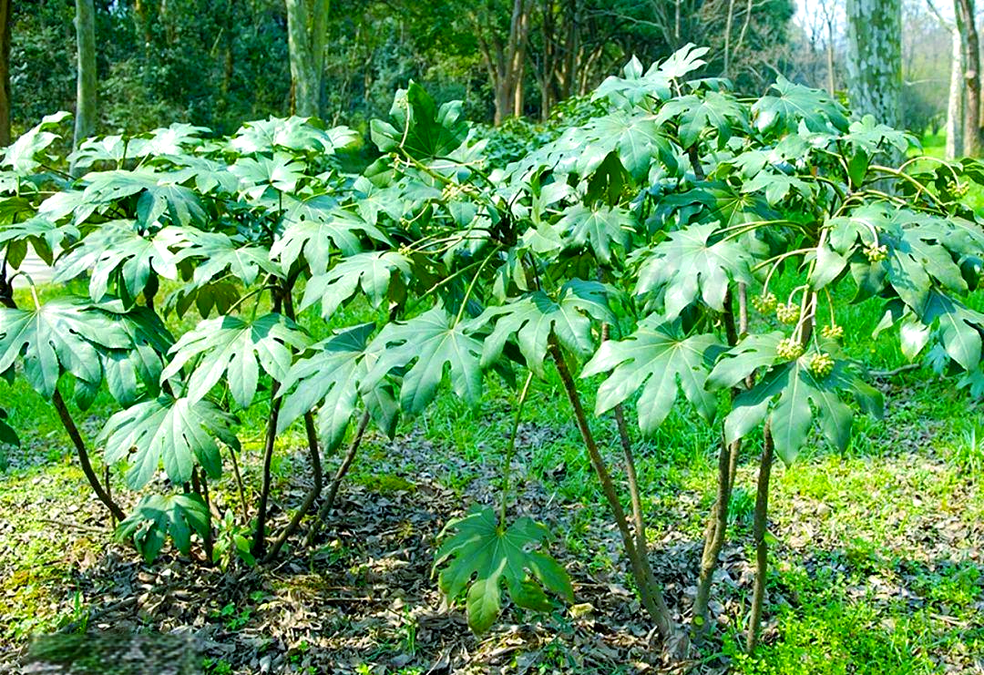 八角金盘叶片显微结构与化学成分示意图