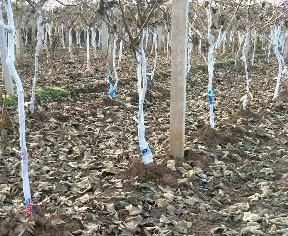 冬桃果园冬季管理场景