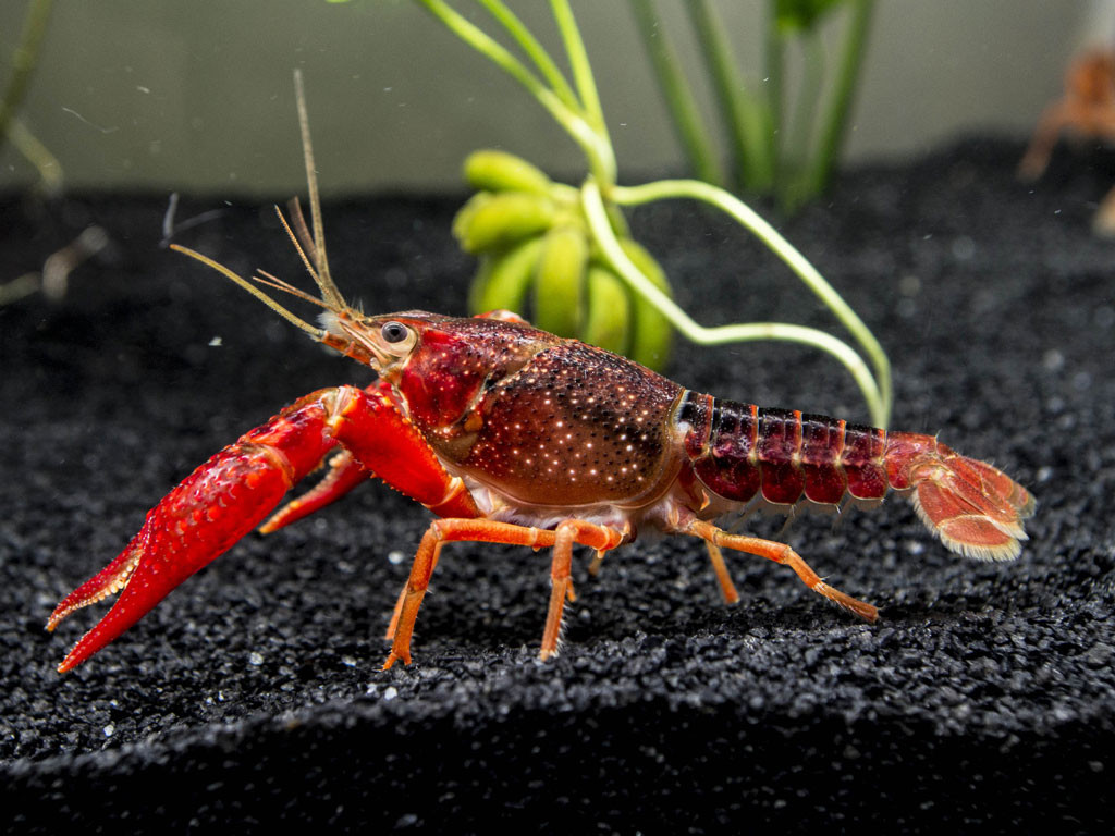 左侧为佛罗里达蓝螯虾(Procambarus alleni),体色呈均匀钴蓝色,甲壳光滑有金属光泽;右侧为克氏原螯虾(Procambarus clarkii),体色为深红褐色,带有黑色斑纹,甲壳较粗糙。两者体型相近,但蓝螯虾钳子比例略细长,尾扇透明度更高。背景为清水养殖池,水草清晰可见。 蓝螯虾与克氏原螯虾对比图