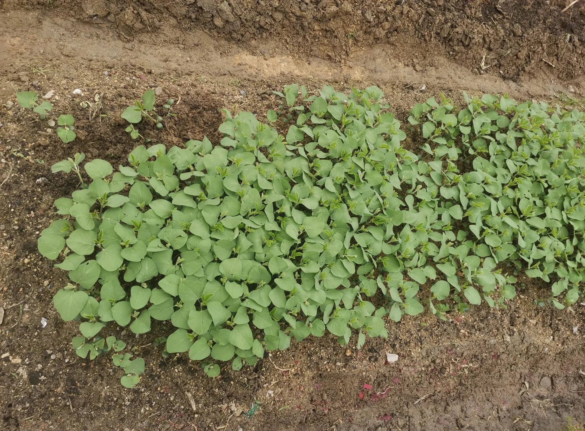 展示农技人员在白菜田中采集土壤样本,手持GPS定位仪记录位置,背景有测土配方施肥示范牌,标明‘NPK配比:20:8:18’ 白菜田测土配方施肥现场操作图