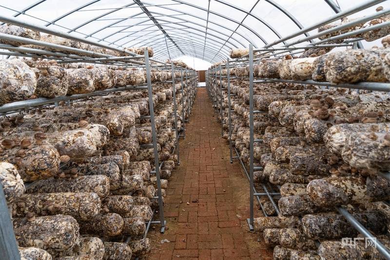 长裙竹荪林下栽培布局示意图