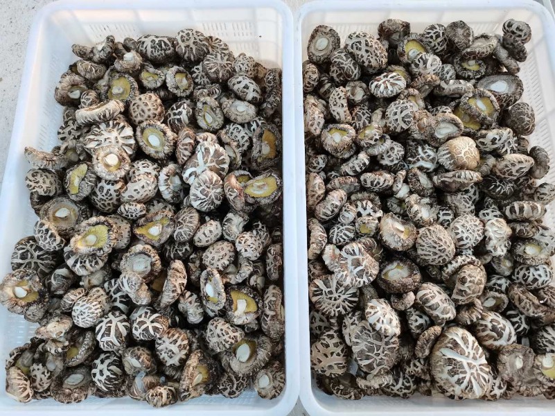 干香菇与鲜香菇对比图