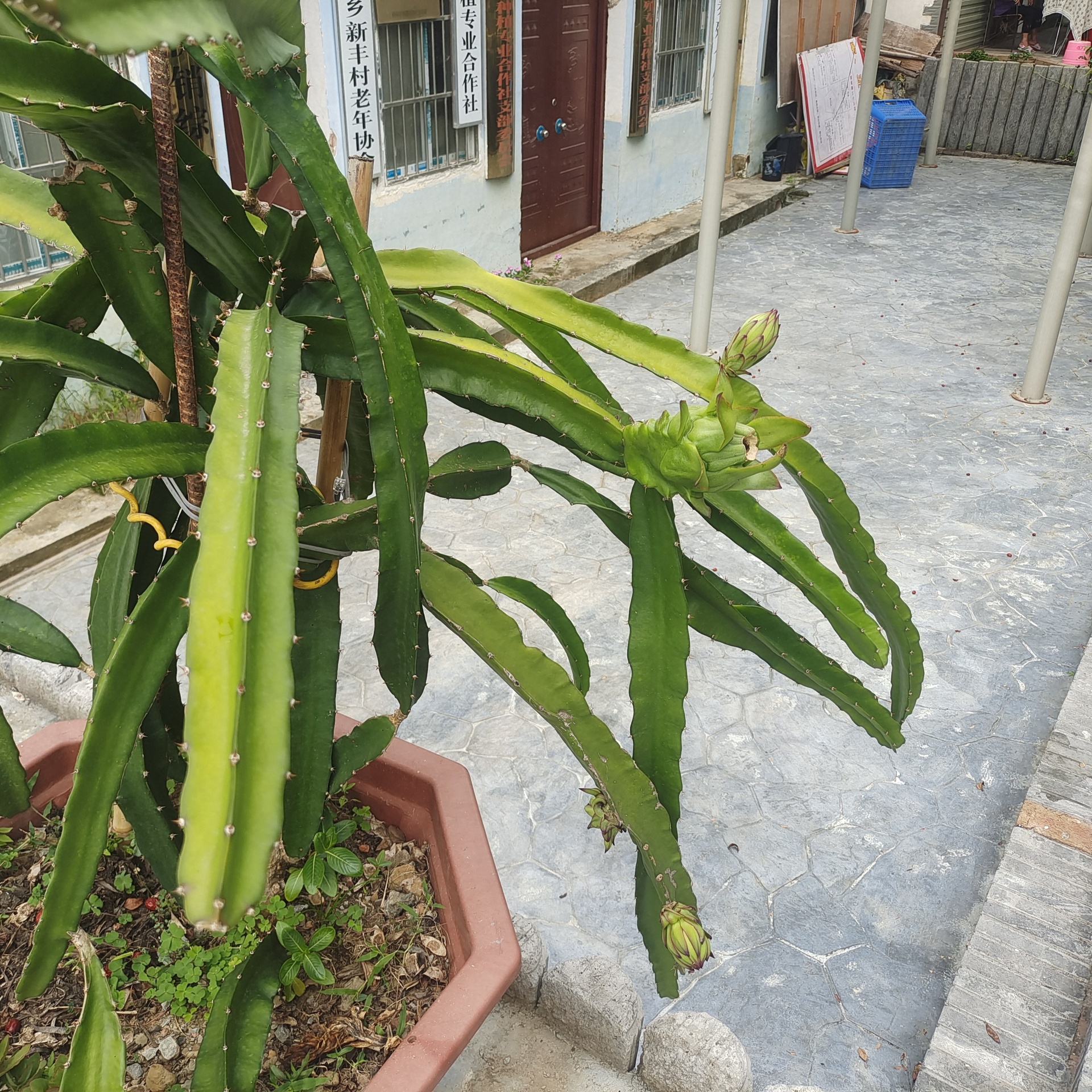 健康火龙果幼苗盆栽全景