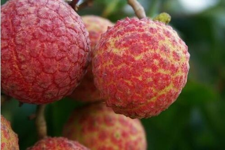 一张清晰的桂味荔枝叶片特写图片,显示叶片正面有多个不规则褐色斑点,边缘略深,中心呈灰白色,部分斑点已融合成片,周围组织轻微黄化,背景为绿色枝叶,光线自然 桂味荔枝叶片上的典型斑点病症状