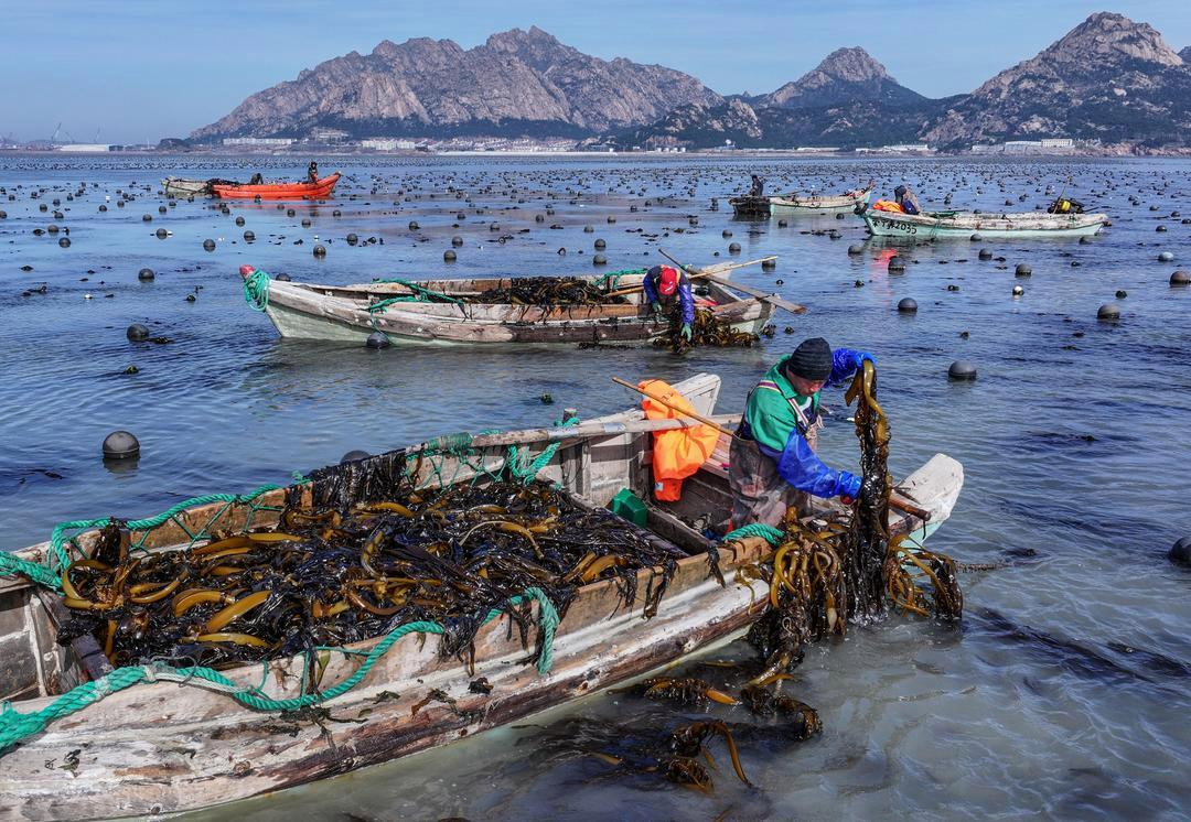 工人在海上收割海带