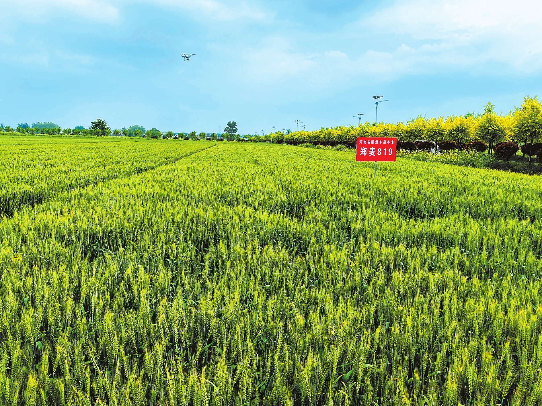 郑麦5766籽粒特写与面粉加工场景