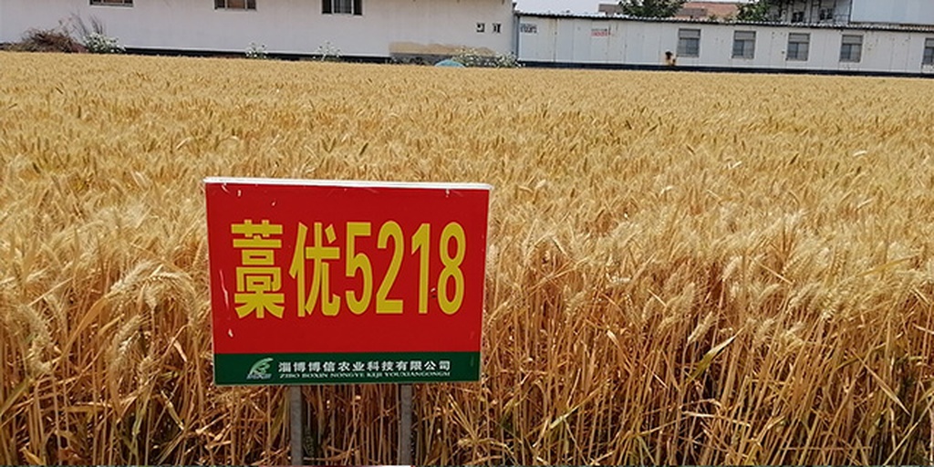 郑麦5766田间生长实景图